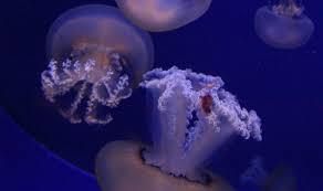 Acquario di Cala Gonone