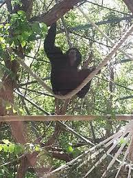 Lo Zoo di Napoli