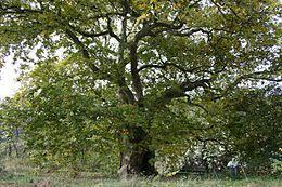 l'Albero dei Piccioni