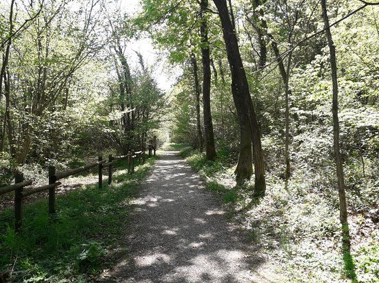 Bosco di Plessiva
