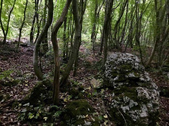 Riserva Naturale Bosco delle Pianelle